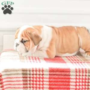 Rob, English Bulldog Puppy