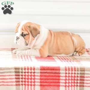 Rob, English Bulldog Puppy
