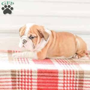 Rob, English Bulldog Puppy