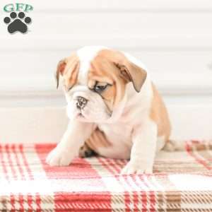 Rob, English Bulldog Puppy