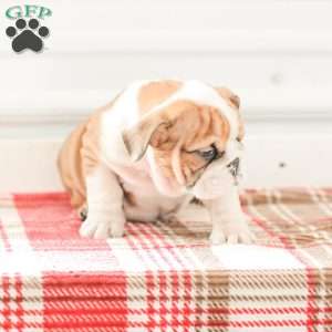 Rob, English Bulldog Puppy
