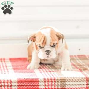 Rob, English Bulldog Puppy