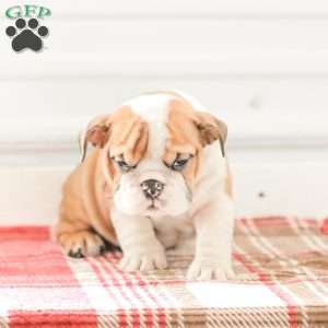 Rob, English Bulldog Puppy