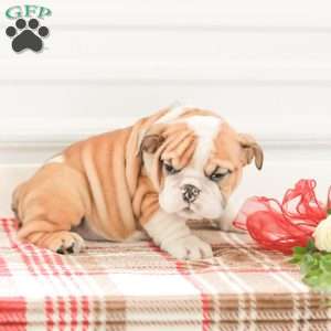 Rob, English Bulldog Puppy