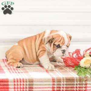 Rob, English Bulldog Puppy
