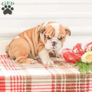 Rob, English Bulldog Puppy