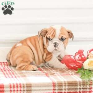 Rob, English Bulldog Puppy