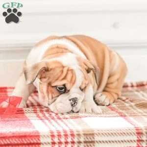 Rob, English Bulldog Puppy