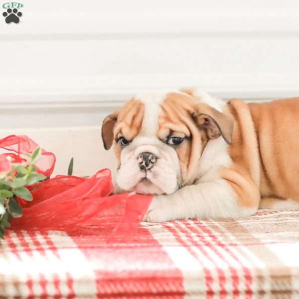 Rob, English Bulldog Puppy