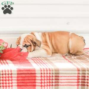 Rob, English Bulldog Puppy