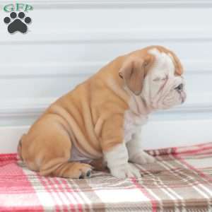 Richard, English Bulldog Puppy