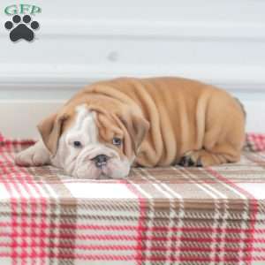 Richard, English Bulldog Puppy