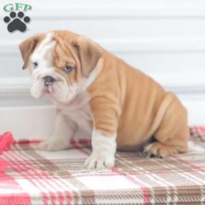 Richard, English Bulldog Puppy
