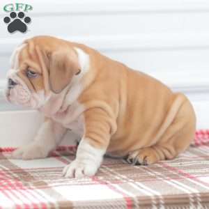 Richard, English Bulldog Puppy