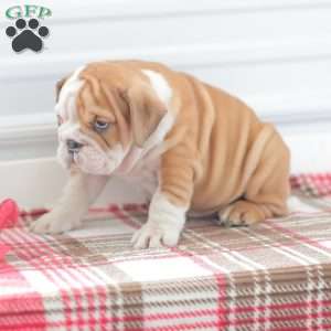 Richard, English Bulldog Puppy