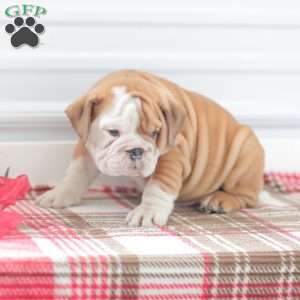 Richard, English Bulldog Puppy