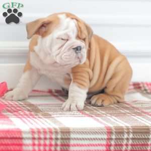 Richard, English Bulldog Puppy