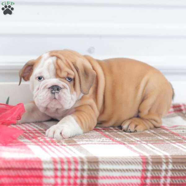 Richard, English Bulldog Puppy