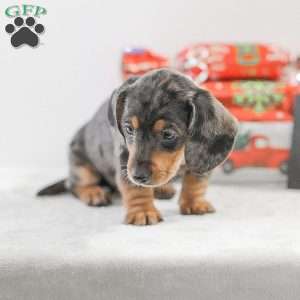 Candy, Dachshund Puppy