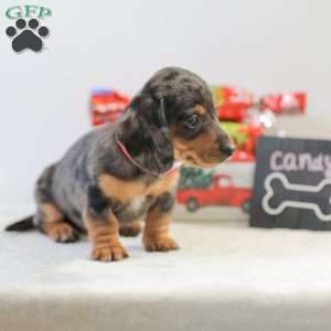 Candy, Dachshund Puppy