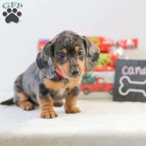 Candy, Dachshund Puppy