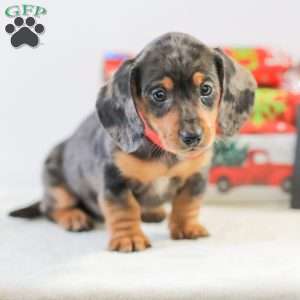Candy, Dachshund Puppy