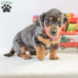 Candy, Dachshund Puppy