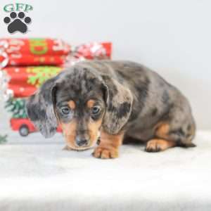 Candy, Dachshund Puppy