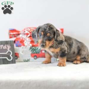 Candy, Dachshund Puppy