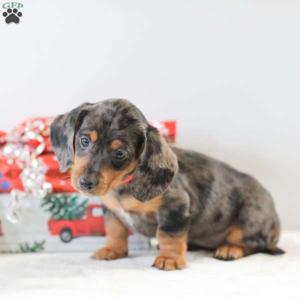 Candy, Dachshund Puppy