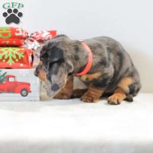 Candy, Dachshund Puppy