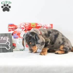 Candy, Dachshund Puppy