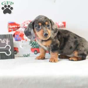 Candy, Dachshund Puppy