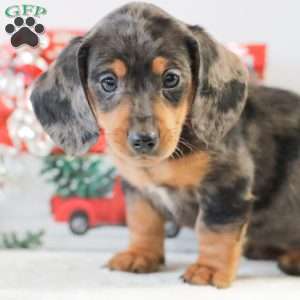 Candy, Dachshund Puppy