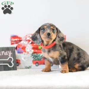 Candy, Dachshund Puppy