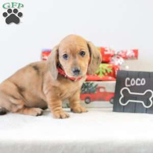 Coco, Dachshund Puppy