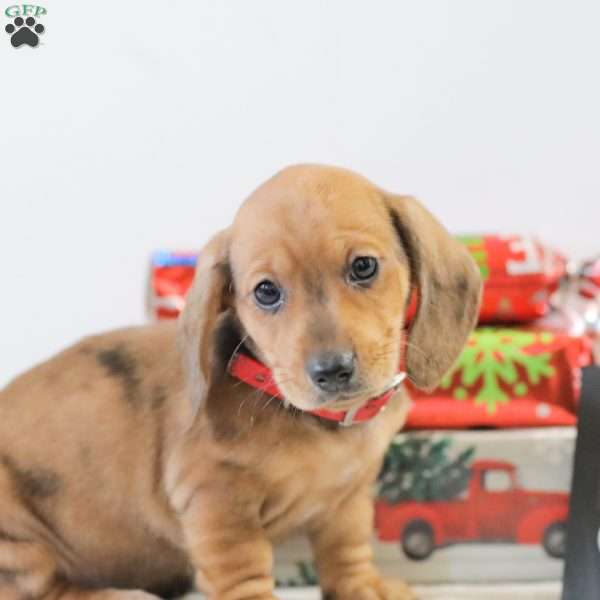 Coco, Dachshund Puppy