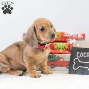 Coco, Dachshund Puppy