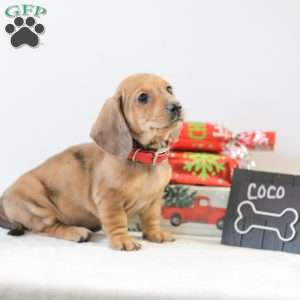 Coco, Dachshund Puppy