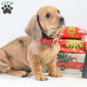 Coco, Dachshund Puppy