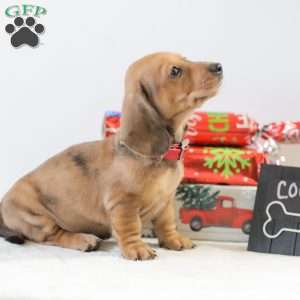 Coco, Dachshund Puppy