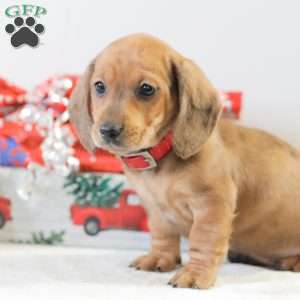 Coco, Dachshund Puppy
