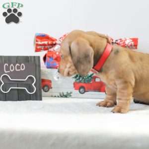 Coco, Dachshund Puppy