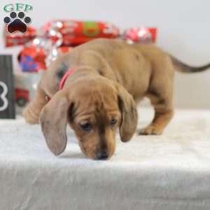 Coco, Dachshund Puppy