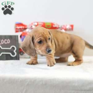 Coco, Dachshund Puppy