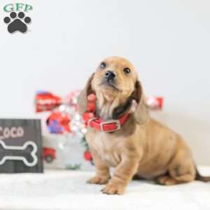 Coco, Dachshund Puppy