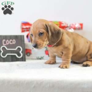Coco, Dachshund Puppy