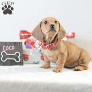Coco, Dachshund Puppy