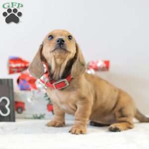 Coco, Dachshund Puppy