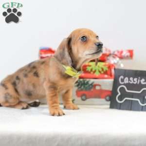 Cassie, Dachshund Puppy